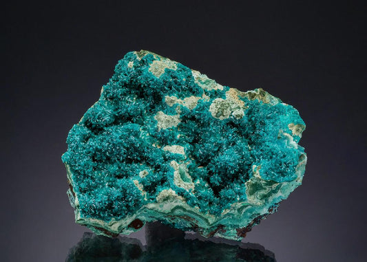 CC49514 specimen image