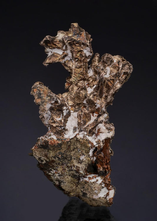 CC49548 specimen image