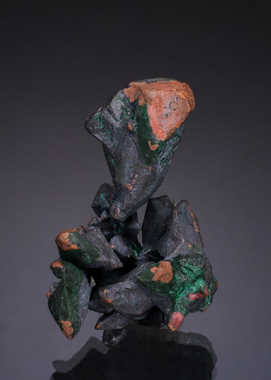 CC49574 specimen image