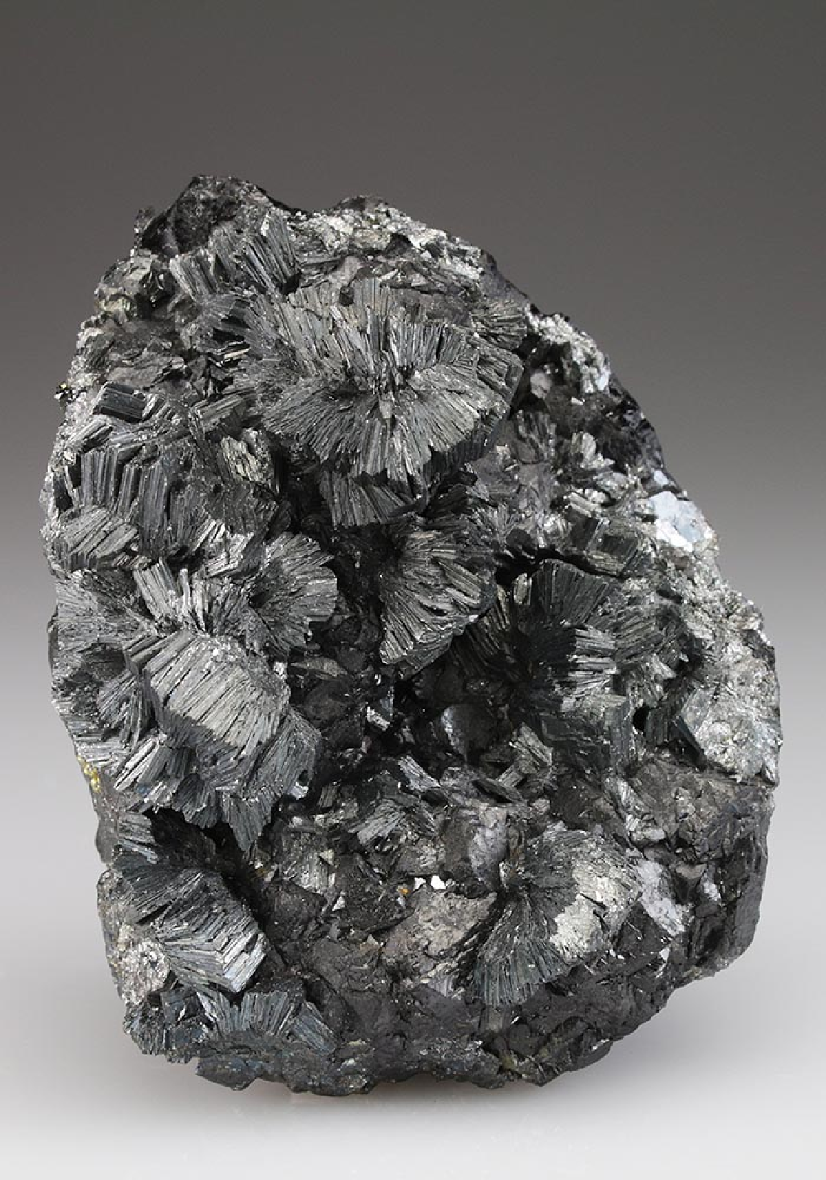 CC4973 specimen image