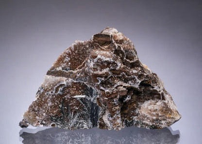 CC49734 specimen image