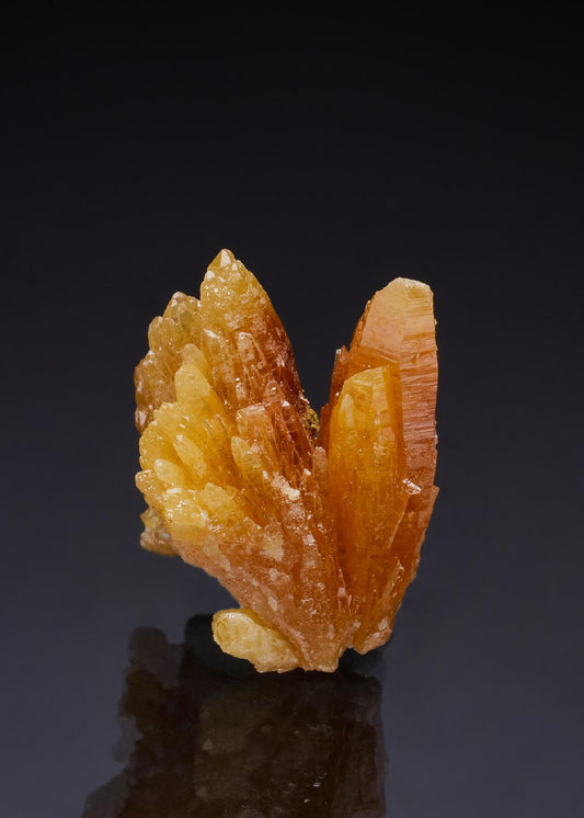 CC49782 specimen image
