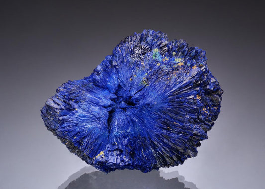 CC49802 specimen image
