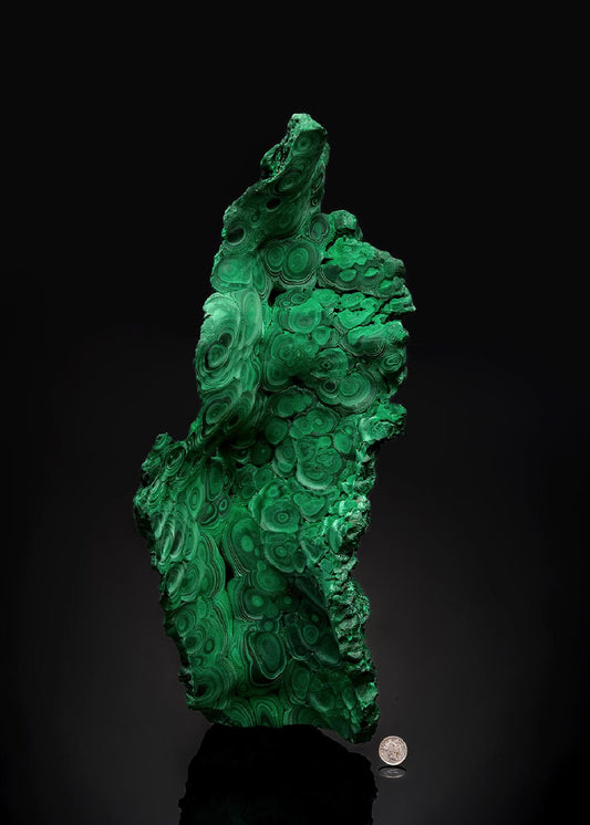 CC49804 specimen image
