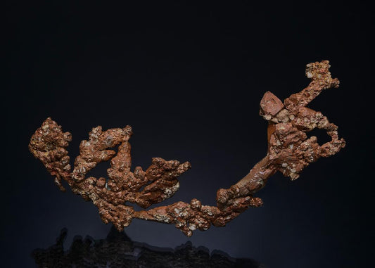 CC49862 specimen image