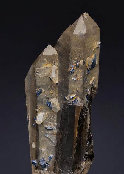 CC49918 specimen image