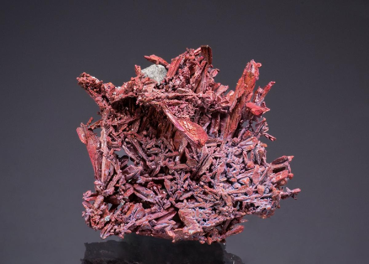 CC50062 specimen image