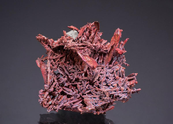 CC50062 specimen image