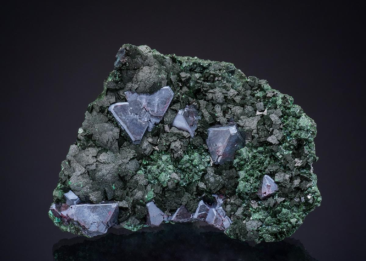 CC50162 specimen image