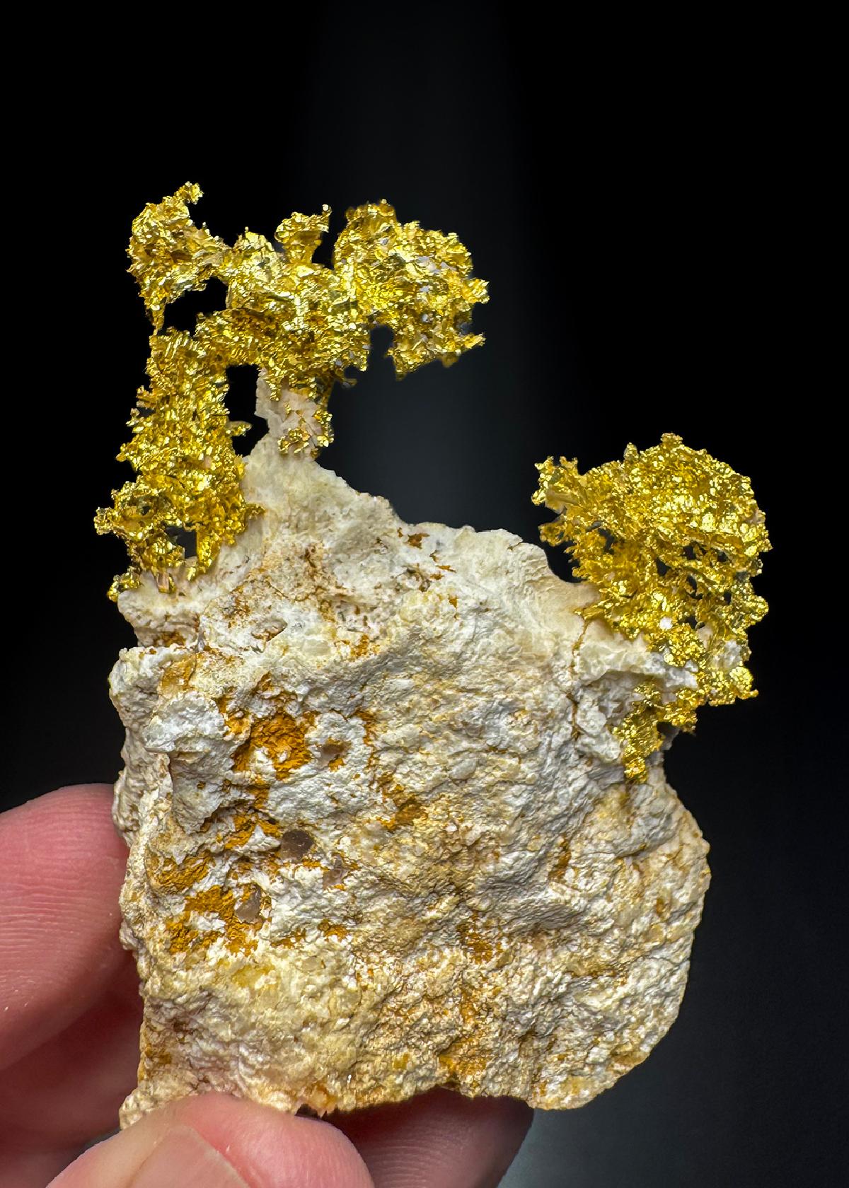 CC50256 specimen image