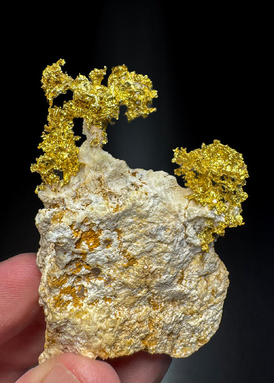CC50256 specimen image