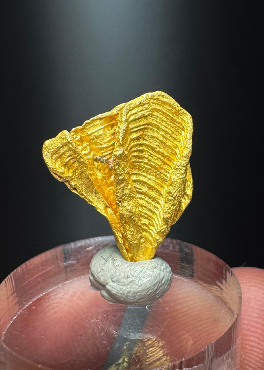 CC50422 specimen image
