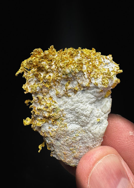 CC50508 specimen image