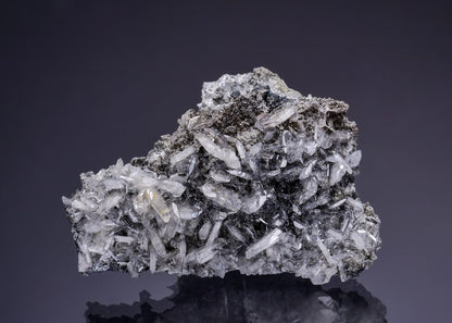 CC50608 specimen image