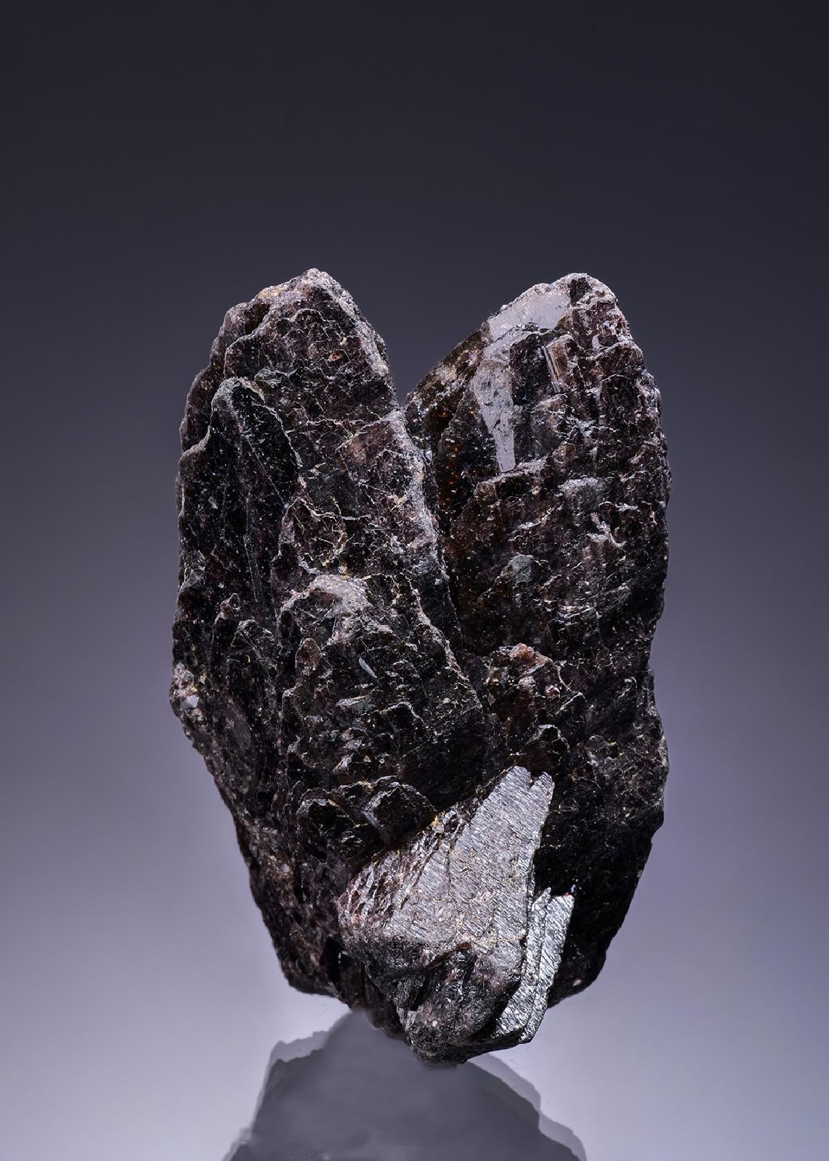 CC50610 specimen image