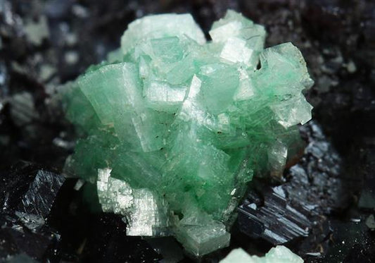 CC5071 specimen image