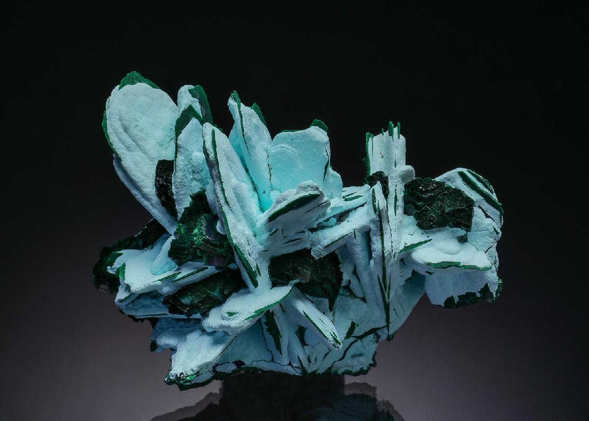 CC50880 specimen image