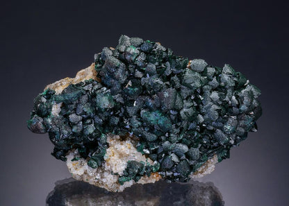 CC50934 specimen image