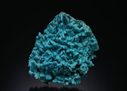 CC50940 specimen image