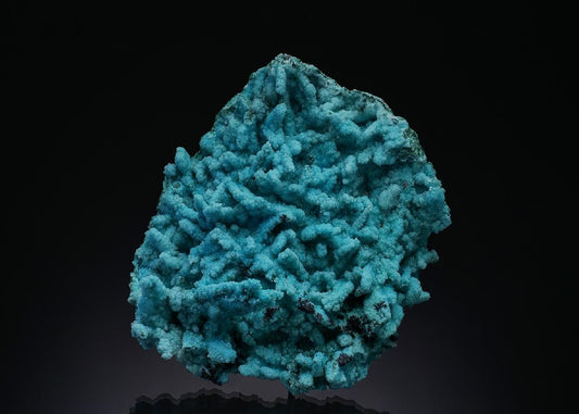 CC50940 specimen image