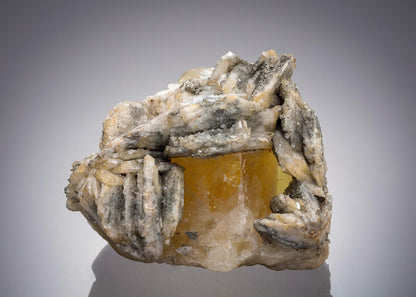 CC5135 specimen image