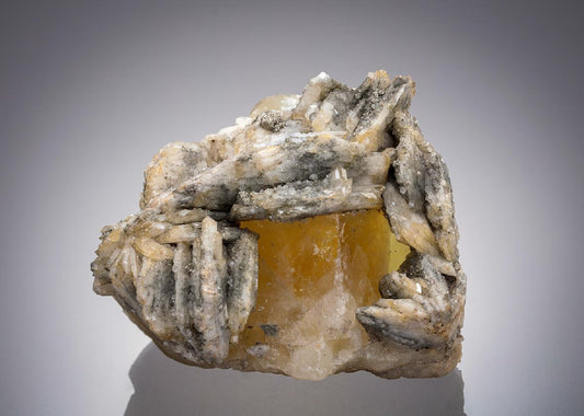 CC5135 specimen image