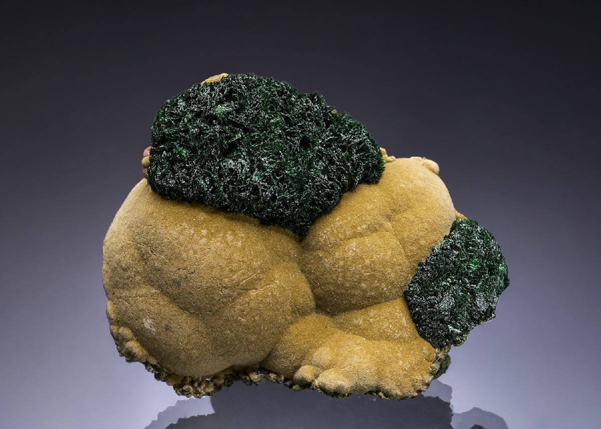 CC51562 specimen image