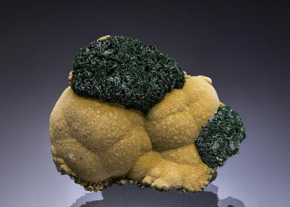 CC51562 specimen image