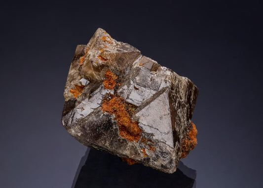 CC51566 specimen image