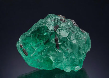 CC51584 specimen image