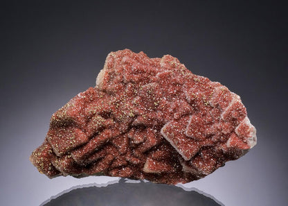 CC51684 specimen image