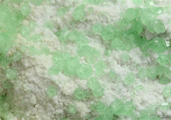 CC5176 specimen image