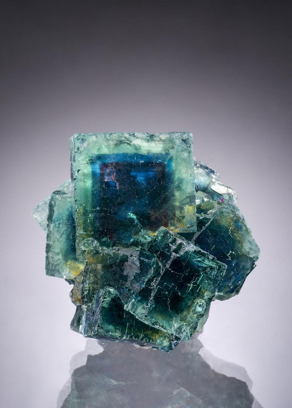CC51920 specimen image