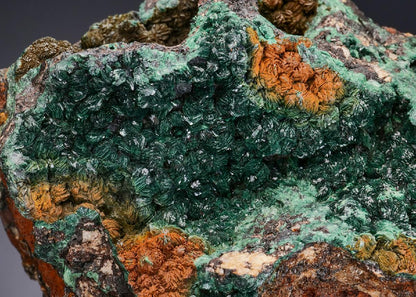 CC52110 specimen image