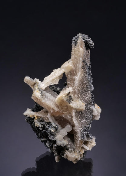 CC52396 specimen image
