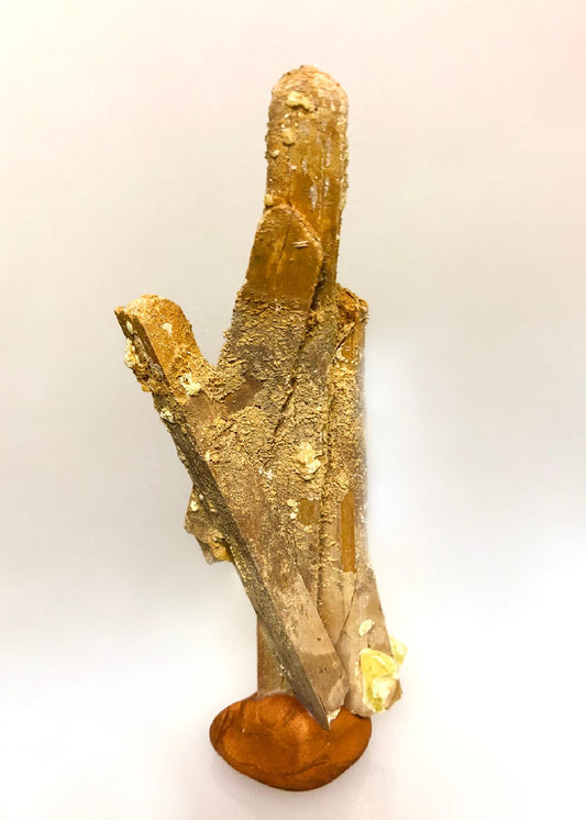 CC52424 specimen image