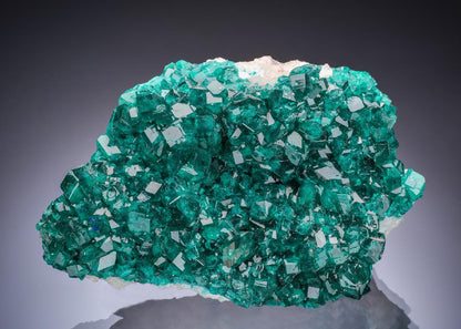 CC52508 specimen image