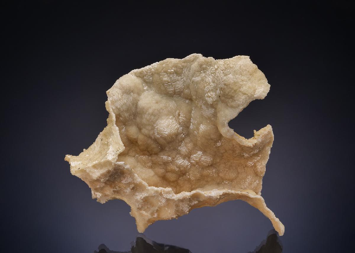 CC52700 specimen image