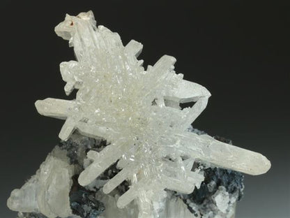 CC5291 specimen image