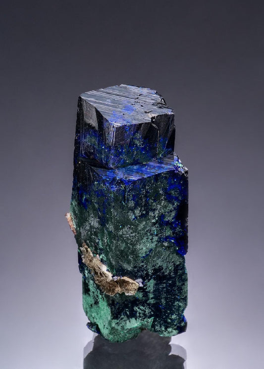 CC53282 specimen image