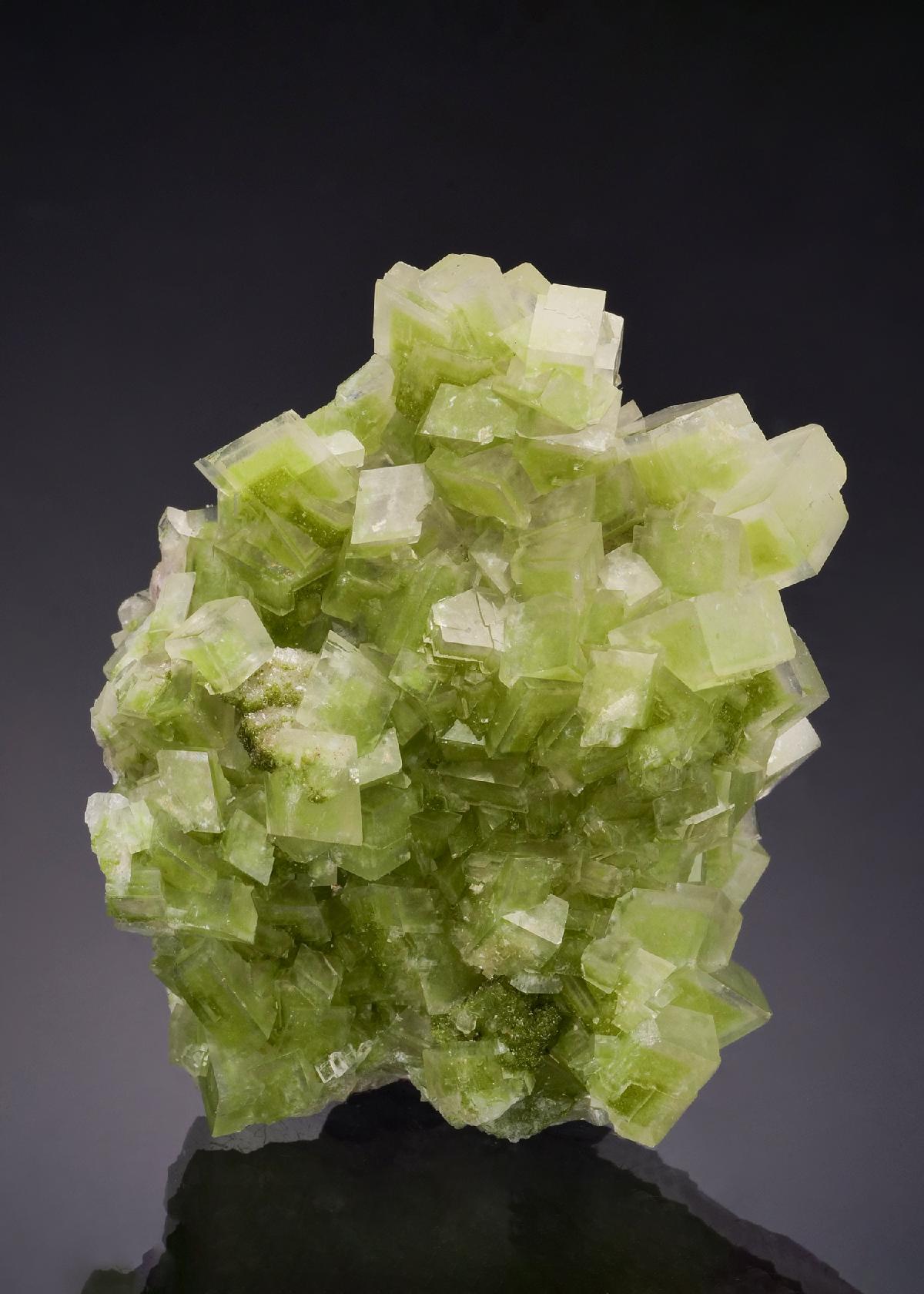 CC53490 specimen image