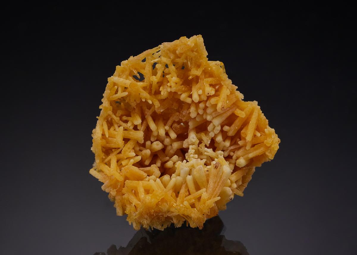 CC53494 specimen image