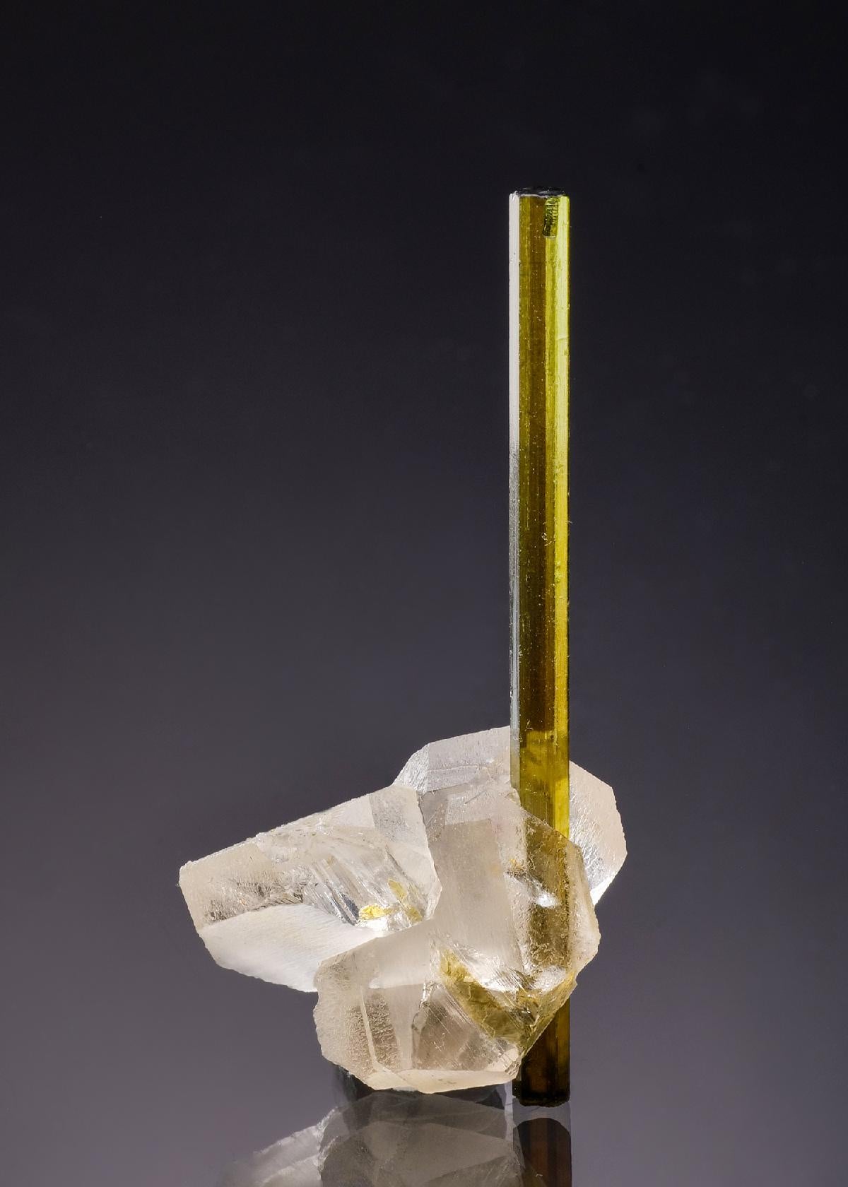 CC53594 specimen image