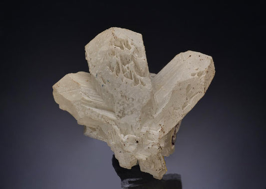 CC53938 specimen image