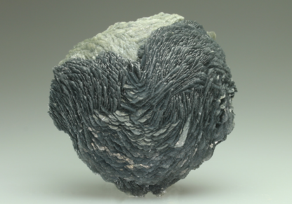 CC5397 specimen image