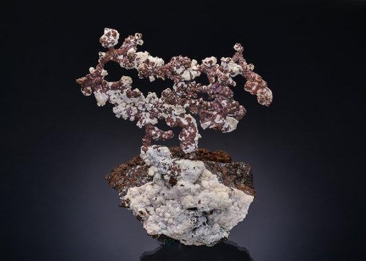 CC53992 specimen image