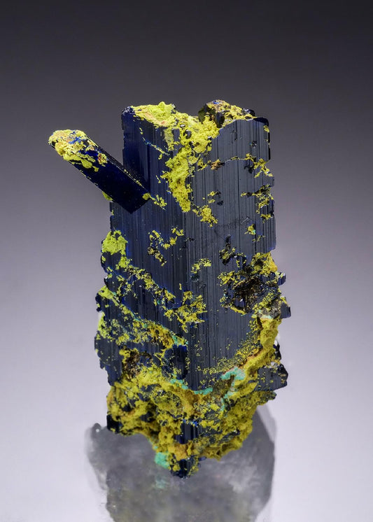 CC54446 specimen image