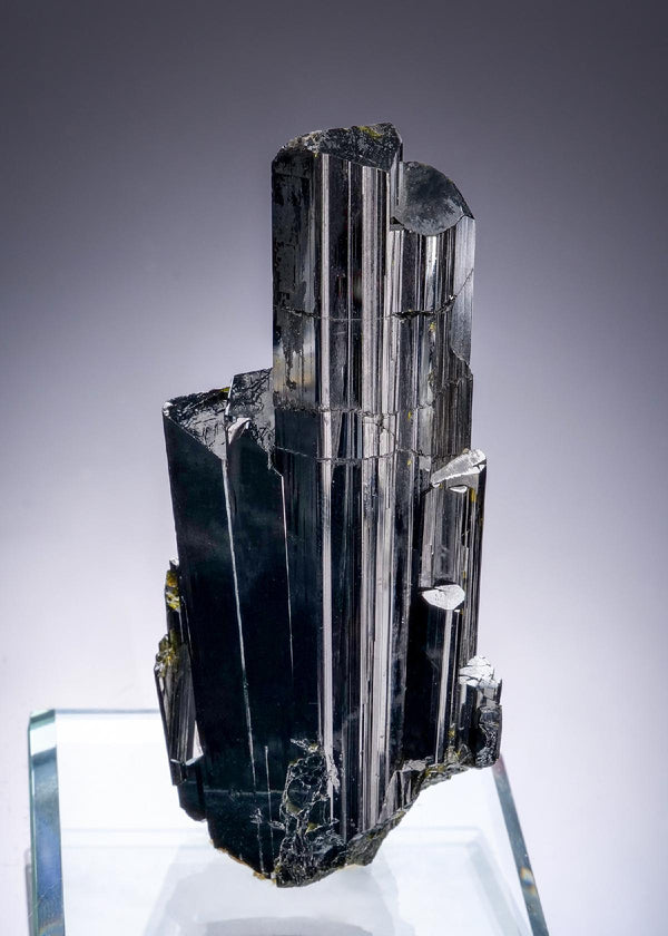 CC54482 specimen image