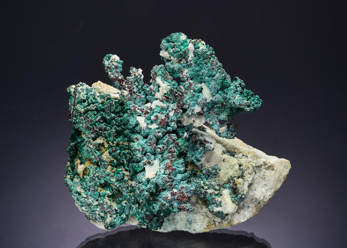 CC54484 specimen image