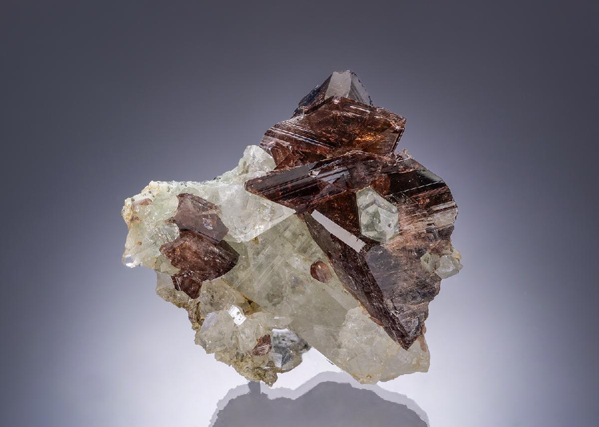 CC54488 specimen image